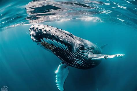 A Massacre in the Depths: Decoding the Symbolism of Whales' Demise in Dreams