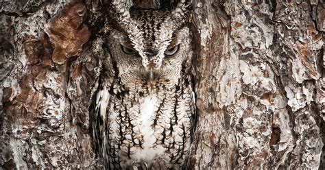 A Master of Camouflage: The Astonishing Adaptations of the Gray Owl