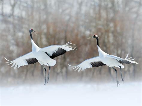 A Matter of Timing: Insights into the Seasonality of Avian Courtship