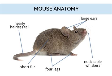 A Mouse Shadowing Me: What Does it Signify?