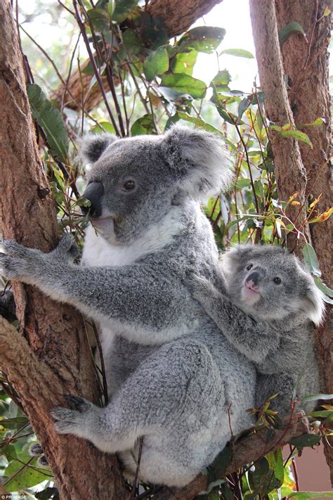 A Peek into Koala Motherhood: The Journey of a Koala Joey