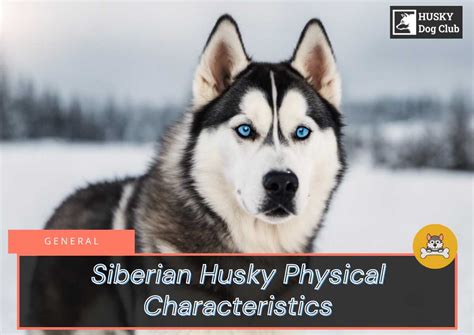 A Peek into the Remarkable Traits of Siberian Huskies