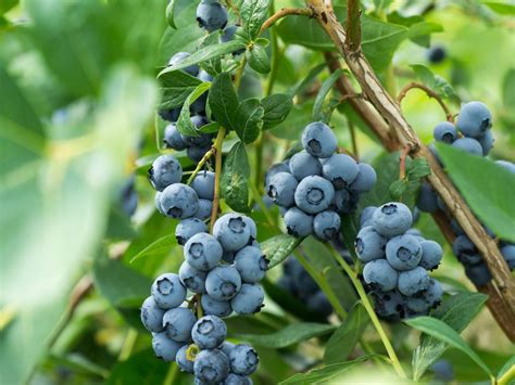 A Perfect Spot: Discovering the Finest Blueberry Fields