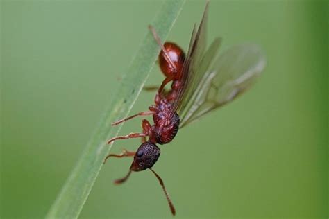 A Phenomenon in Nature: The Unexpected Capability of Ants to Take Flight