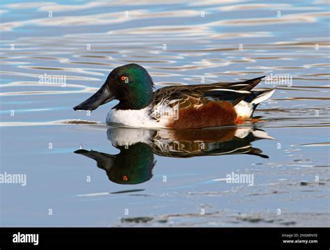 A Playground of Reflection: Capturing the Serenity of a Frozen Pond