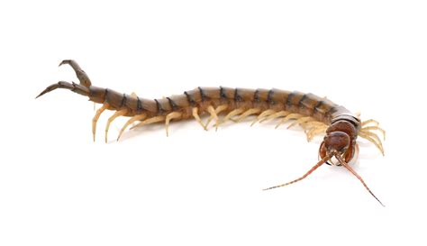 A Plethora of Explanations: Decoding the Symbolism of Myriapods