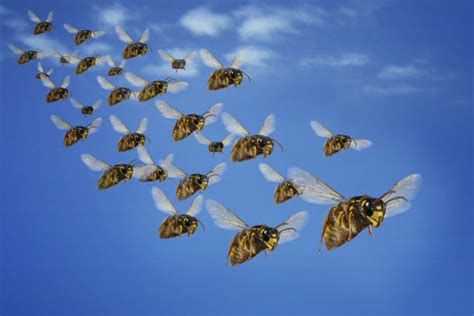 A Puzzling Encounter: Investigating the Importance of Swarming Hornets in Dreamscapes