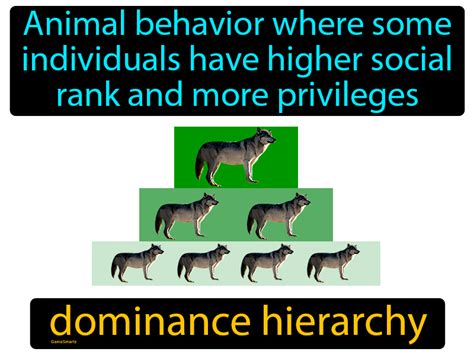 A Representation of Authority: Delving into Dominance Hierarchies in These Dreams