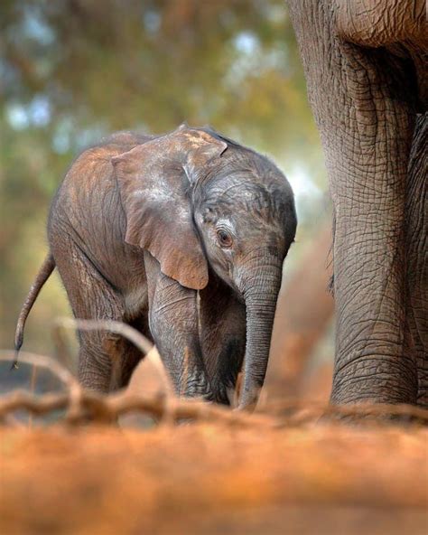 A Resilient Spirit: Elephant Birth as a Symbol of Overcoming Challenges