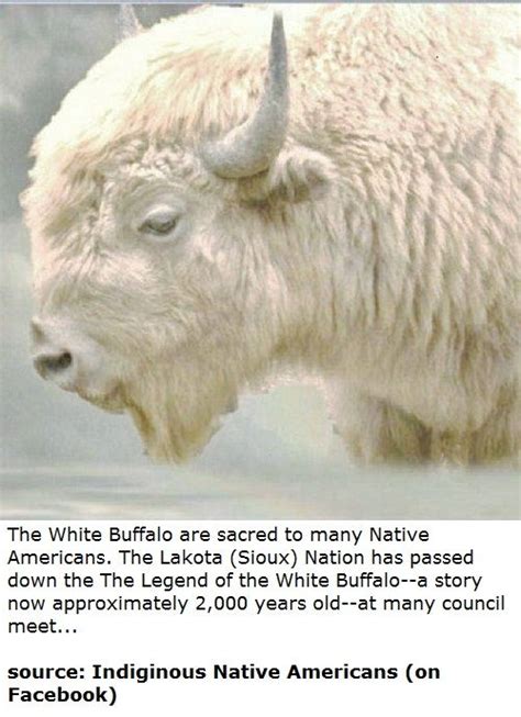 A Sacred Exploration: Exploring the Symbolism of the White Bison