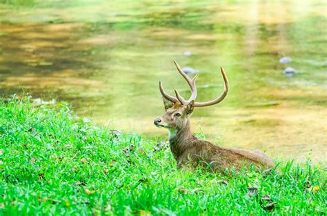 A Sanctuary for Wildlife: Exploring the Rich Fauna of Majestic Woodlands