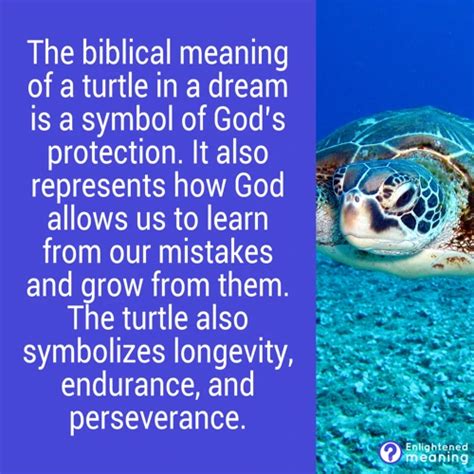 A Sign of Protection and Longevity: The Symbolic Meaning of Turtles in Pregnancy Dreams