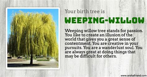 A Spiritual Perspective: The Meaning Behind the Weeping Tree