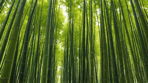 A Sustainable Future: Bamboo's Role in Environmental Conservation