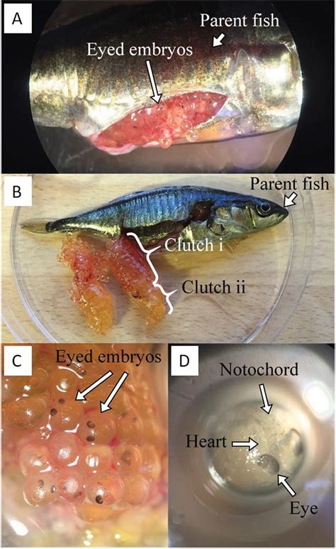 A Symbol of New Beginnings: Exploring the Significance of Fish Giving Birth in Dreams