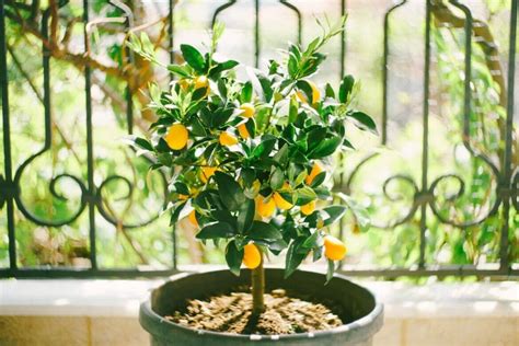 A Symbol of Positivity: Exploring the Symbolism and Significance of Citrus Limon