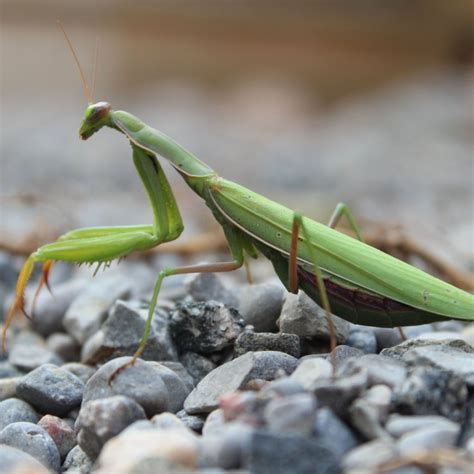 A Symbol of Transformation: The Enigmatic Black Praying Mantis