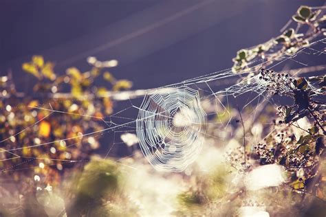 A Tangled Reality: Investigating the Impact of Cobweb Dreams on Waking Life