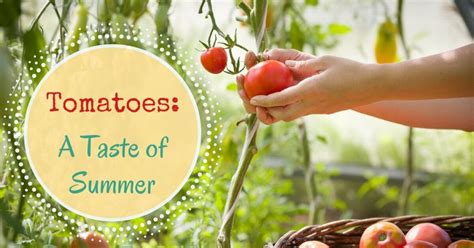 A Taste of Summer: Tomatoes as a Symbol of Abundance and Joy