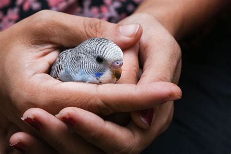 A Tender Bond: Nurturing the Injured Bird Back to Health