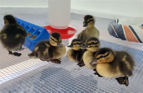 A Test of Courage: Overcoming Obstacles to Reach the Precious Ducklings