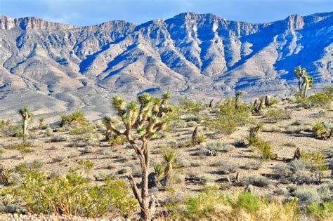 A Visual Delight: Witnessing the Majestic Form of Joshua Trees