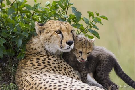 A Window into the Graceful Life of Cheetahs