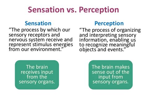 A World of Sensations: How They Perceive the World