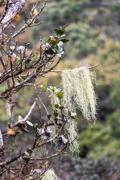 A captivating exploration of Usnea lichen