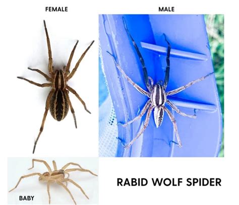 Adapted for Survival: Understanding the Unique Features and Behavior of White Wolf Spiders