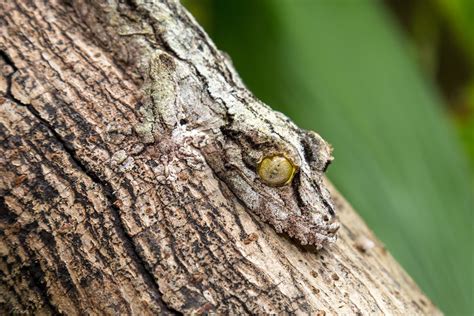 Adapting to the Environment: The Astonishing Camouflage of See-Through Serpents