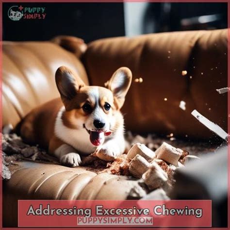 Addressing Troublesome Behavior: Excessive Vocalizations and Destructive Chewing