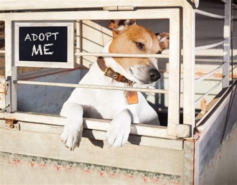 Adopting a Dog from a Shelter: What to Know