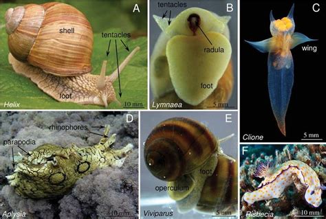 Aerial Adaptations: Exploring the Unique Anatomy of Airborne Gastropods