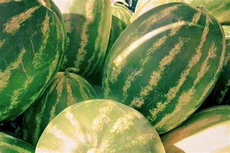 Aesthetic Appeal: The Allure of a White Watermelon