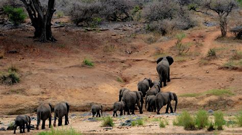 African Safari Adventures: When Fantasies Become Realities