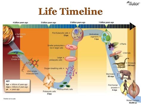 Age: From Early Beginnings to Present