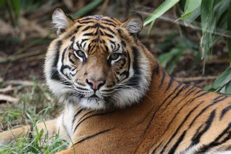 Age: How Many Years Has Sai Tai Tiger Lived?