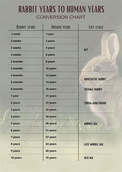 Age and Height of Bunny