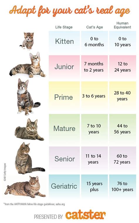 Age and Stature of Playful Feline