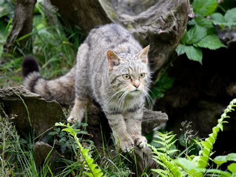 Age of the Wild Cat