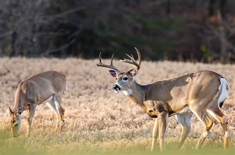 Alabama Deer's Financial Status Unveiled