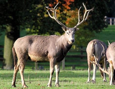 Alabama Deer's Life Span and Birth Origin