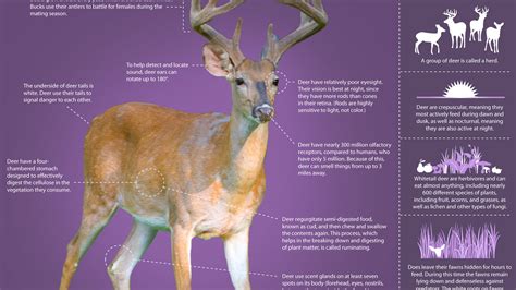 Alabama Deer's Personal Relationships and Private Life