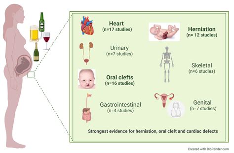 Alcohol's Impact on Fetal Development and the Risk of Birth Defects