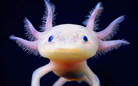 Alien Faces: Investigating the Peculiar Features of the Axolotl