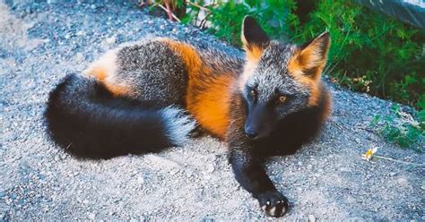 All About Black Fox: Biography, Age