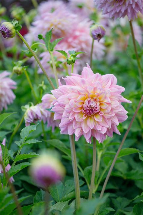 All About Dahlia Love