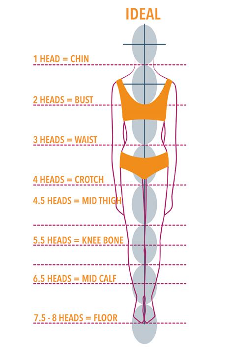 All About Proportions: Body Measurements and Size