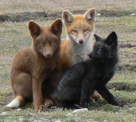 All About Siberian Fox Biography